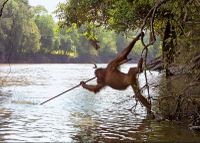 Orangutan_fishing